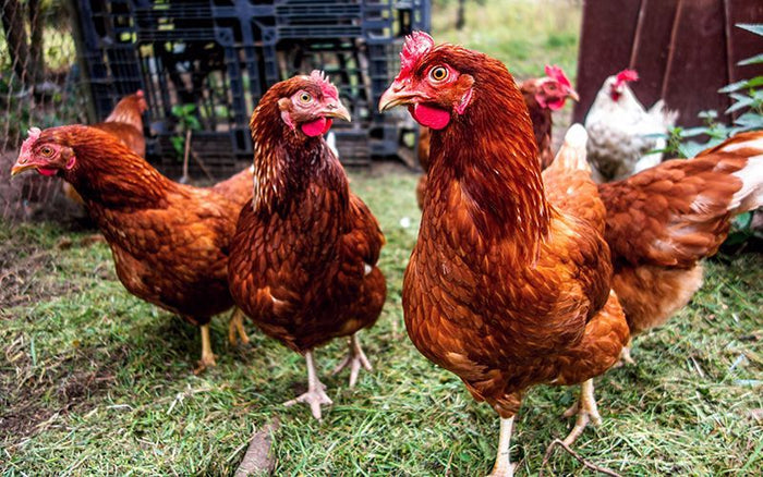 backyard chickens near the chicken coop