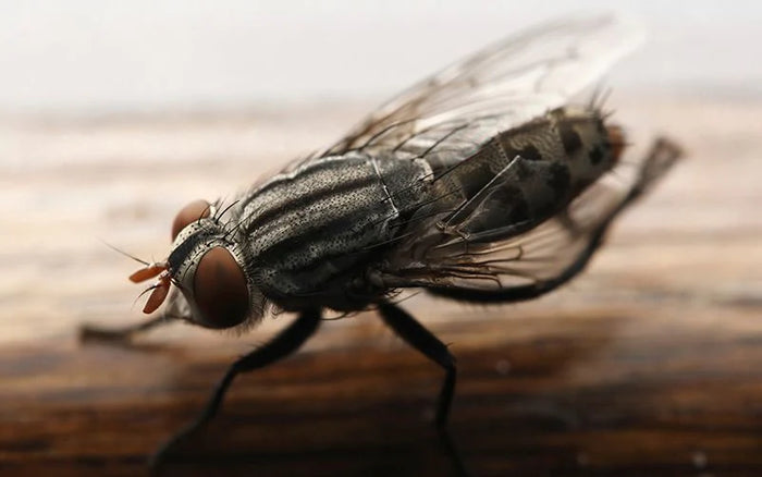 a fly on a wooden surface