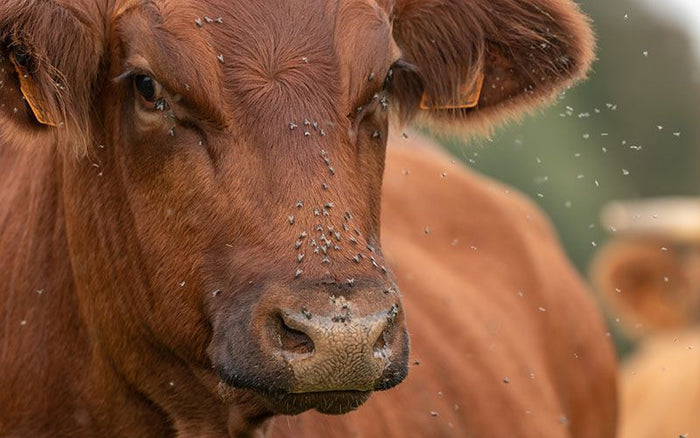 head of cattle with several flies on it