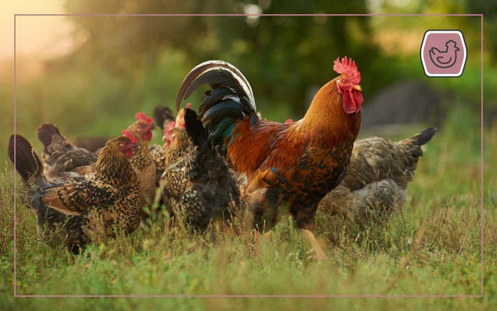 Friendly Flocks: Understanding Chicken Social Dynamics - QC Supply
