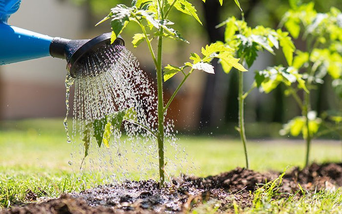 Garden Watering Strategies - QC Supply
