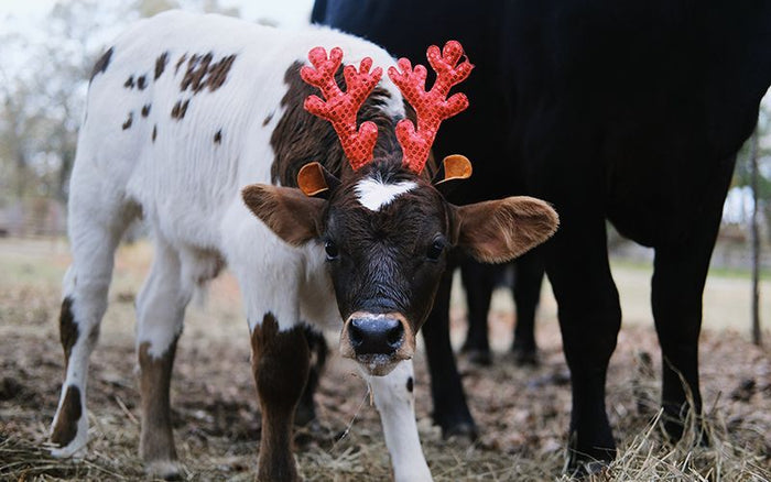 Gift Giving Guide For the Hard-to-Shop-For Farmer - QC Supply