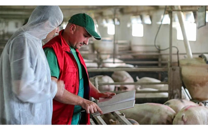 Guarding Against Infection: Hygiene Protocols for Pig Barn Workers - QC Supply
