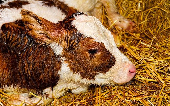 How to Handle Orphaned Calves - QC Supply