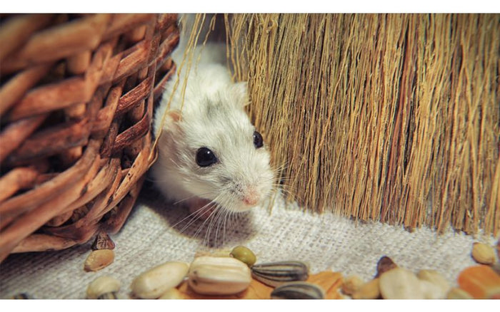 How to Keep Rodents out of Your House and Barn in Winter - QC Supply