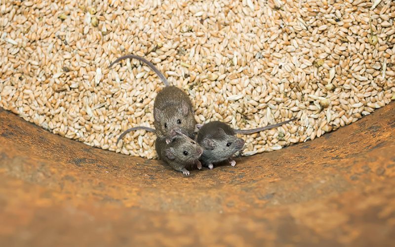 Identifying and Addressing Rodent Infestations on Your Farm - QC Supply
