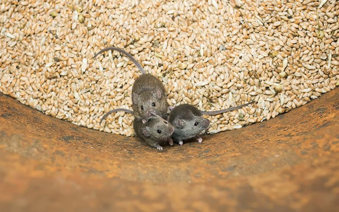 Identifying and Addressing Rodent Infestations on Your Farm - QC Supply