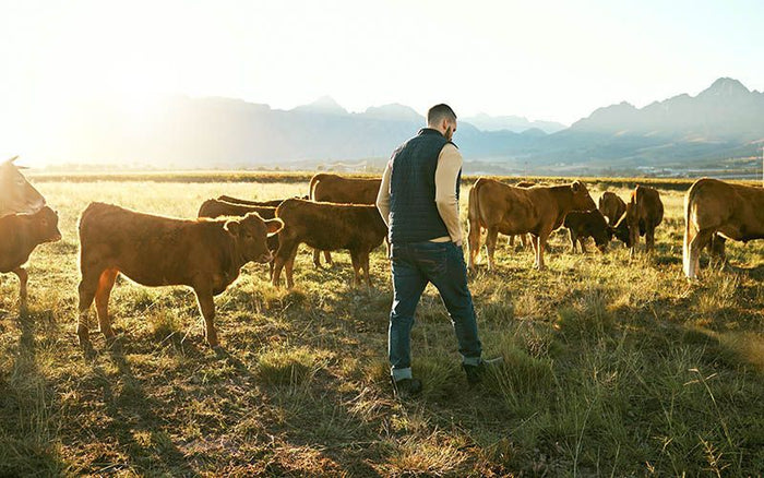 man walking in the pasture among the cattle
