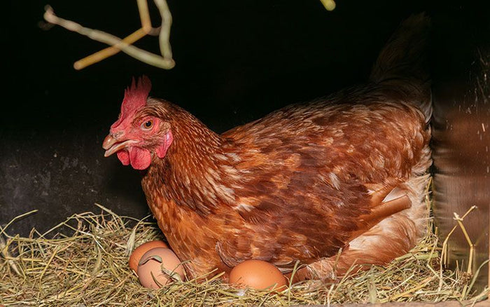 a chicken hatching eggs