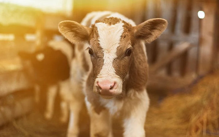 a newborn cattle inside de barn