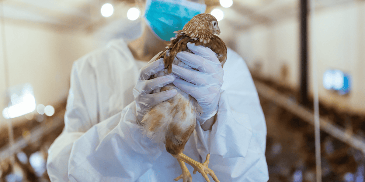 Poultry Vet Recommendations for Protecting Your Birds Against H5N1 - QC Supply