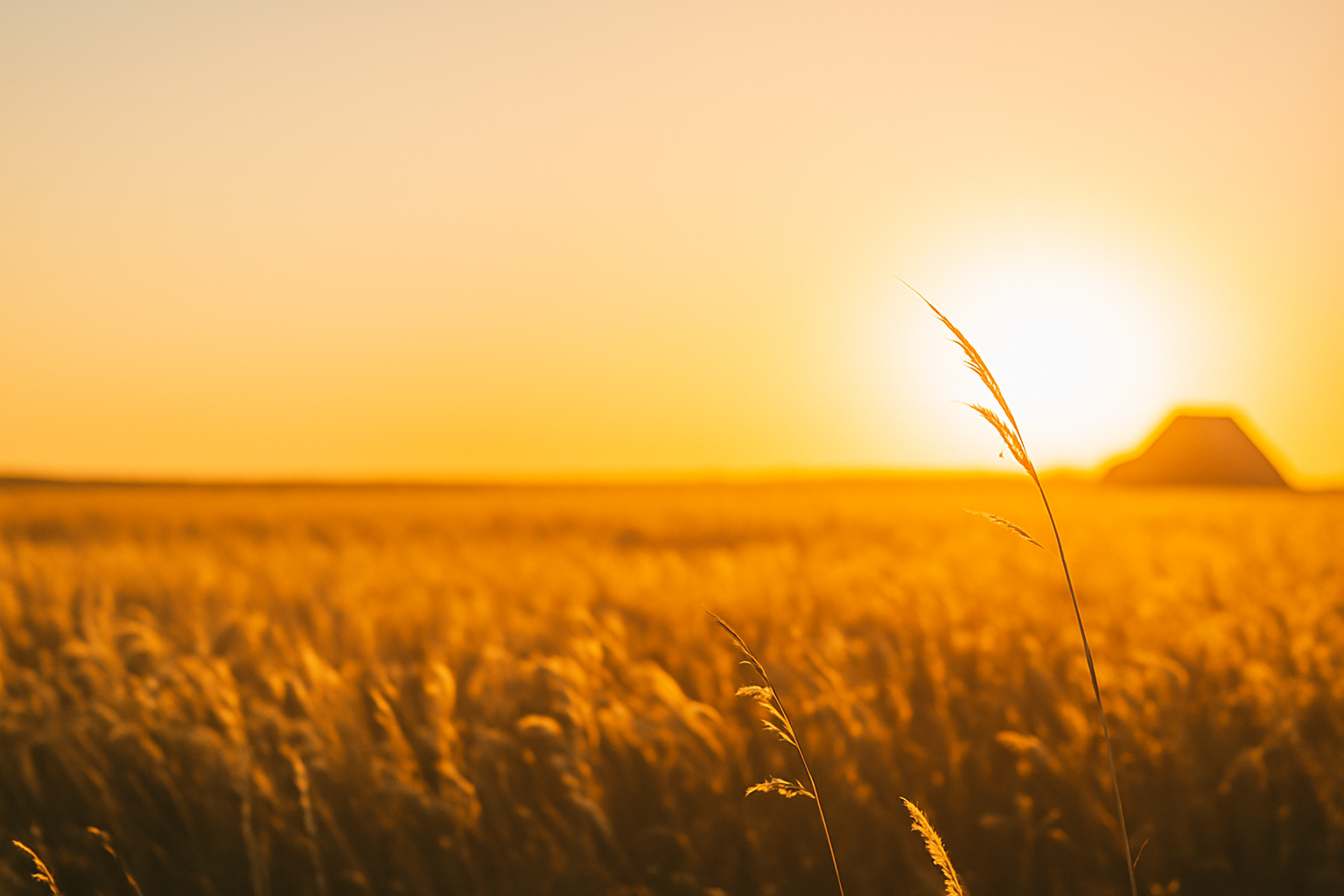 Golden summer field with soft horizon glow under a warm sky — background for QC Supply’s Summer Work Sale blog