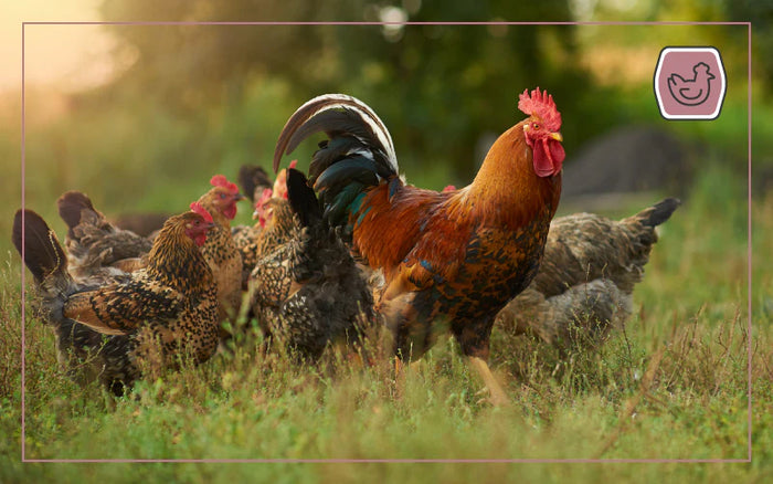 a rooster and many chickens