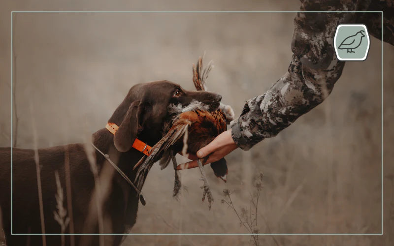 dog returning a game bird to its owner