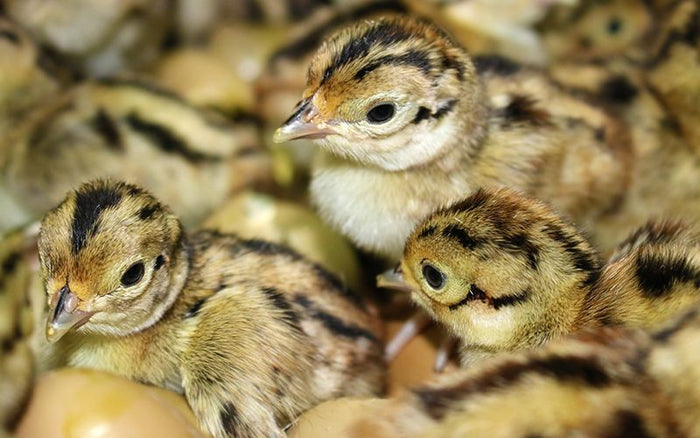 small quails