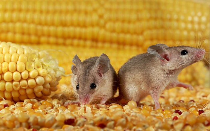 two rodents on several grains of corn