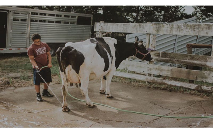 Show Season Survival: Biosecurity Measures for Healthy Livestock - QC Supply