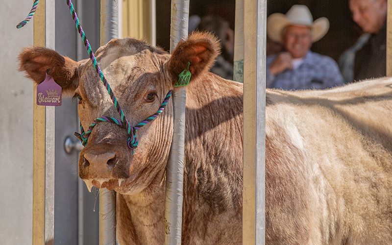 cattle with their mouths tied in a couty fair