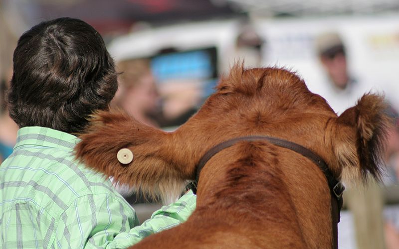 Stepping into the Ring: A Novice's Guide to Showing Cattle - QC Supply