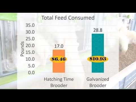 Hatchingtime Chick Brooder for Poultry 4 Layer - QC Supply - 