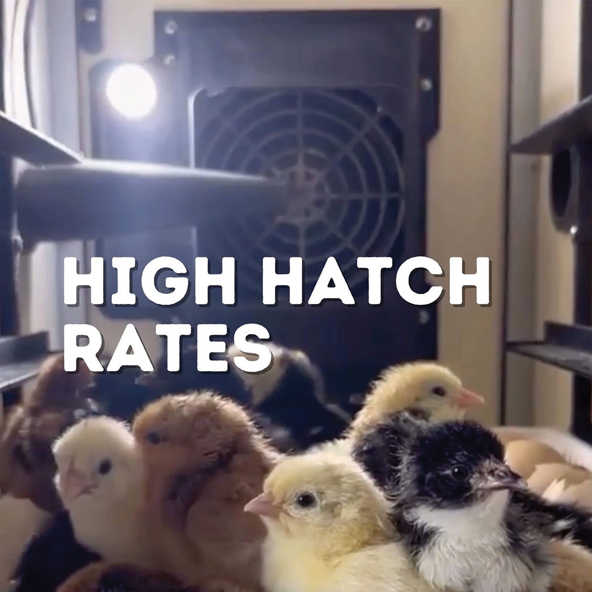 Hatchingtime Egg Incubator - 120 Eggs - QC Supply - 