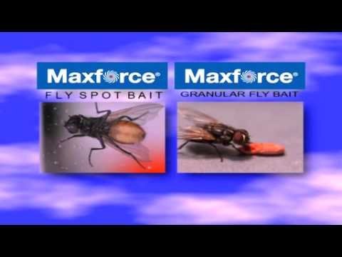MAXFORCE® Fly Spot Bait - QC Supply - 