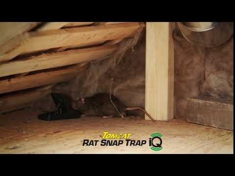 Motomco Tomcat® Rat Snap iQ™ Trap - QC Supply - 