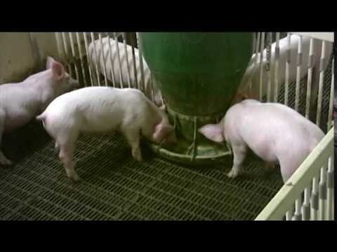 Osborne™ RF2 Big Wheel® Finish Hog Feeder - QC Supply - 