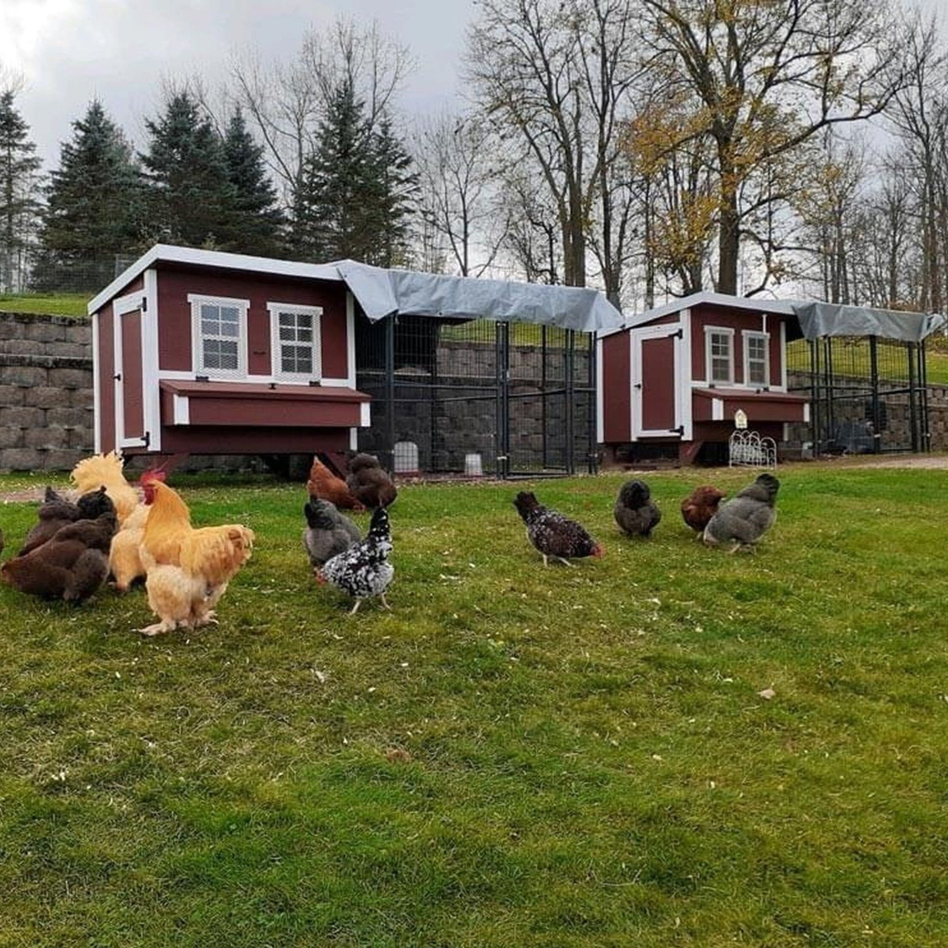 OverEZ Chicken Coop Large, Up to 15 Chickens - QC Supply - 