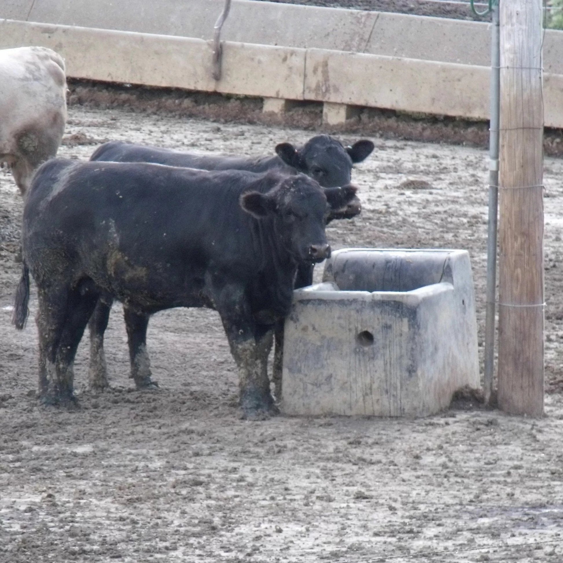 Petersen Concrete Super Cattle Waterer #44E - QC Supply - 