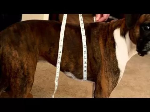 PetSafe® Easy Walk® Harness - QC Supply - 