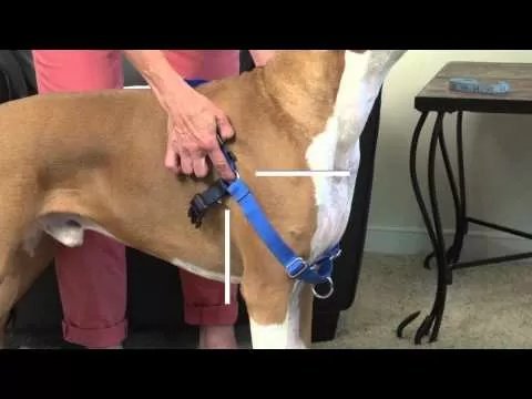 PetSafe® Easy Walk® Harness - QC Supply - 