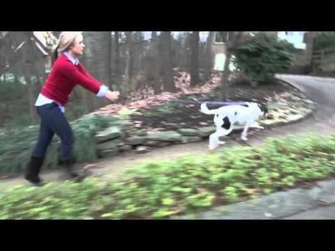 PetSafe® Easy Walk® Harness - QC Supply - 