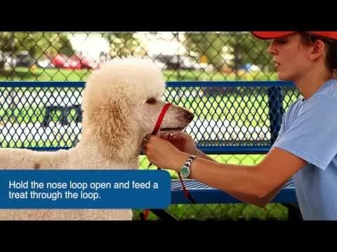 PetSafe® Gentle Leader® Headcollar - QC Supply - 
