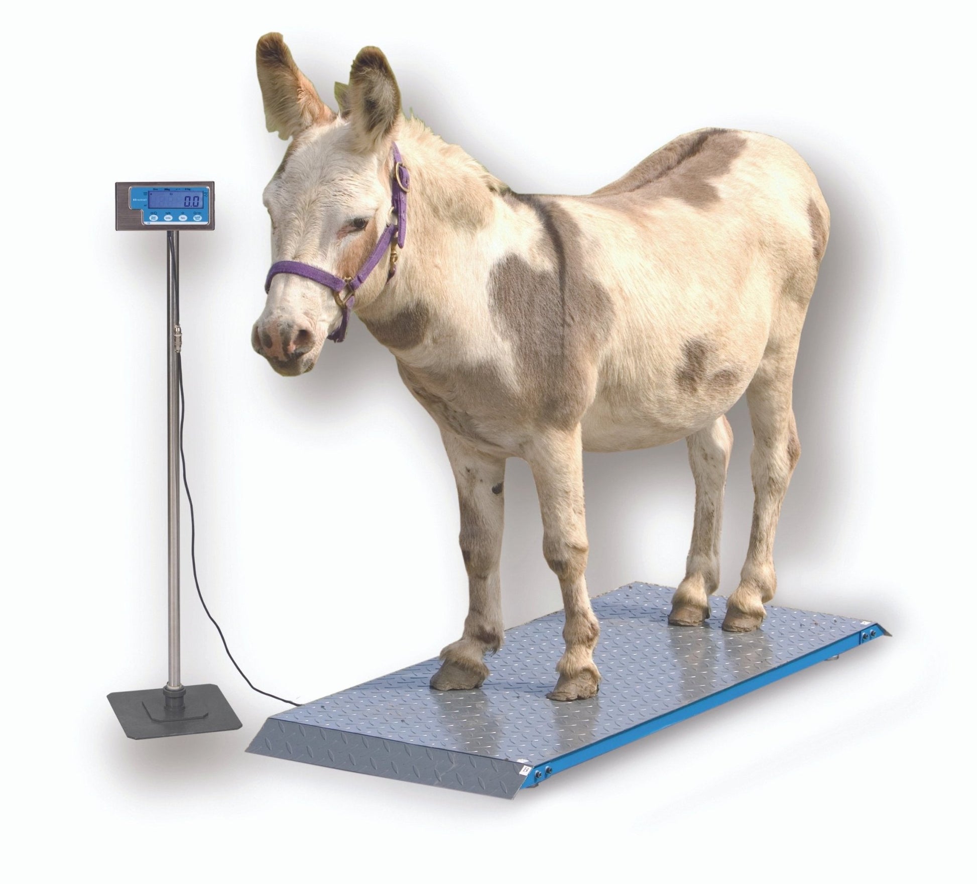 Salter Brecknell PS1000 Floor Scale with Indicator - QC Supply - 
