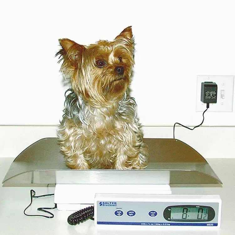 Salter Brecknell Veterinary Scale - QC Supply - 