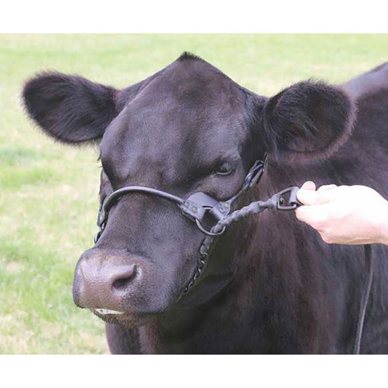 Sullivan Supply® 1st Class Show Halter - QC Supply - 