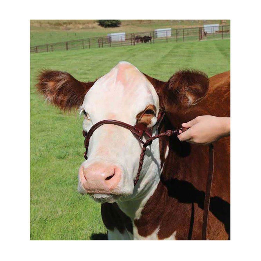 Sullivan Supply® 1st Class Show Halter - QC Supply - 
