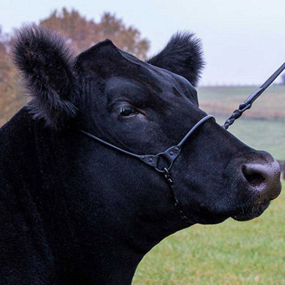 Sullivan's Phantom Cattle Cable Halter w/Ghost Grip - QC Supply - 