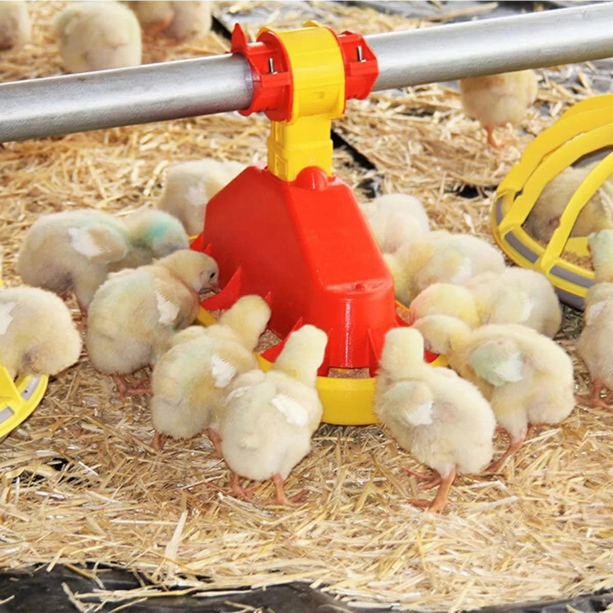TurboMate 2® Chick Feeder - Short Version - QC Supply - 