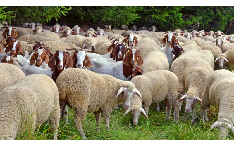 Goats VS Sheep - Which Is Better For Your Backyard?