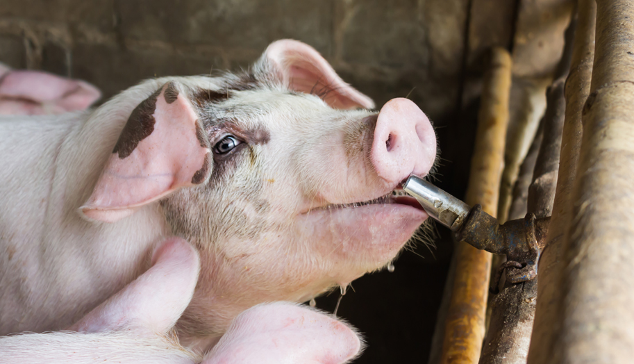 Pig Farm Biosecurity